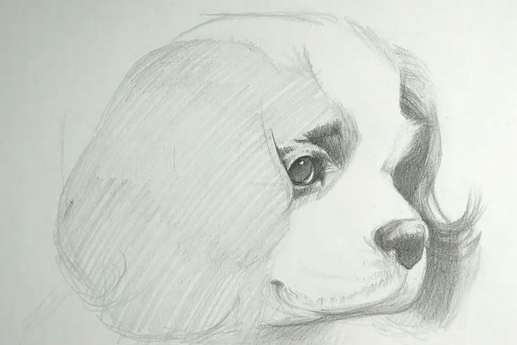 Un visage de chien dessiné