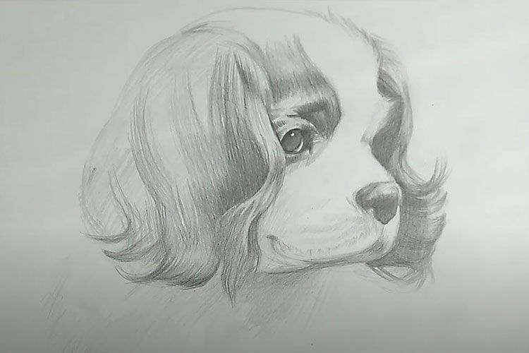 Dessin d'un chien