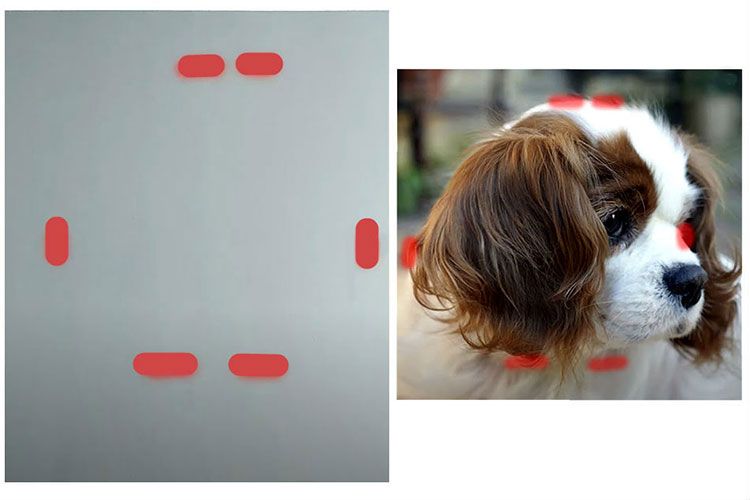 Photo d'un chien et d'une feuille