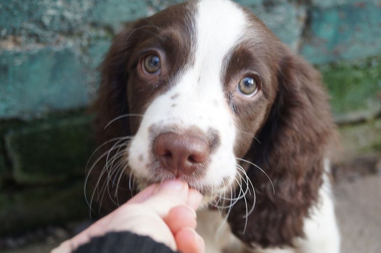 Une friandise pour chien