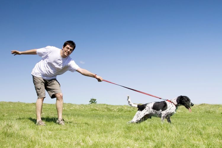 Le chien tire sur sa laisse