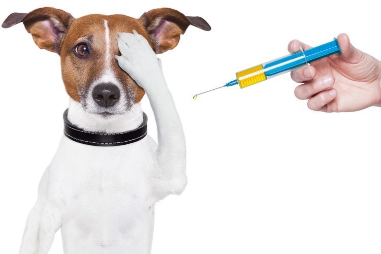 Injection pour chien