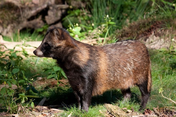 Quelle est la différence entre un raton laveur et un chien viverrin ? chien viverrin