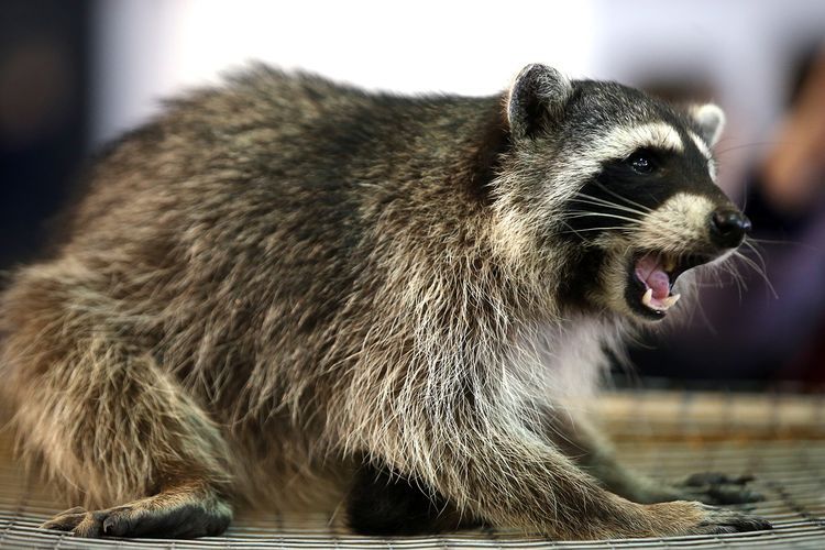 Quelle est la différence entre un raton laveur et un chien viverrin ? Raton laveur