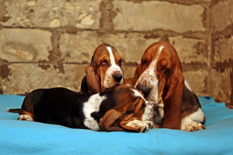 chiots Basset Hound
