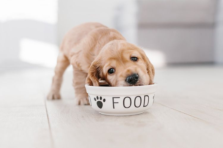 Le chiot mange dans une gamelle.
