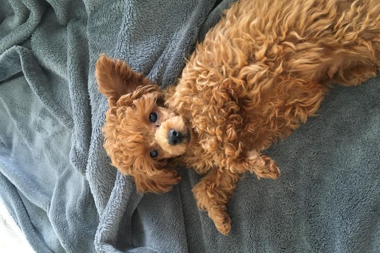 Le chiot est couché