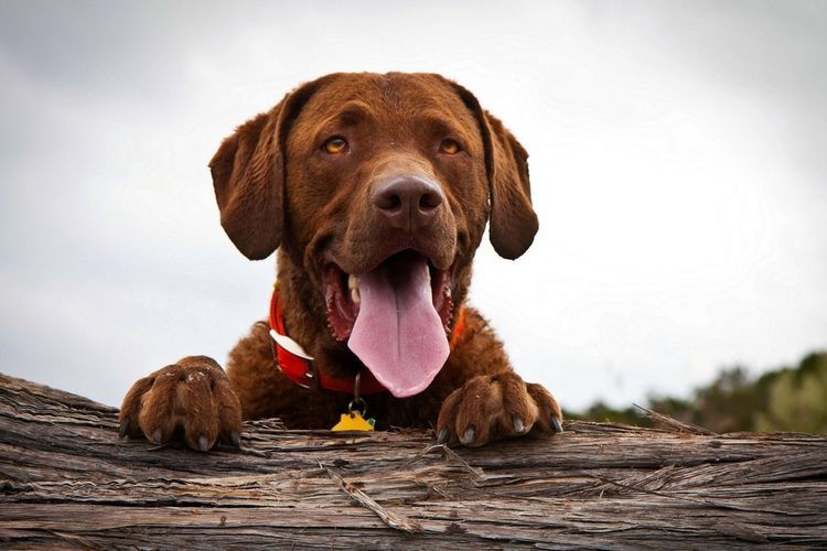 Un chien qui tire la langue