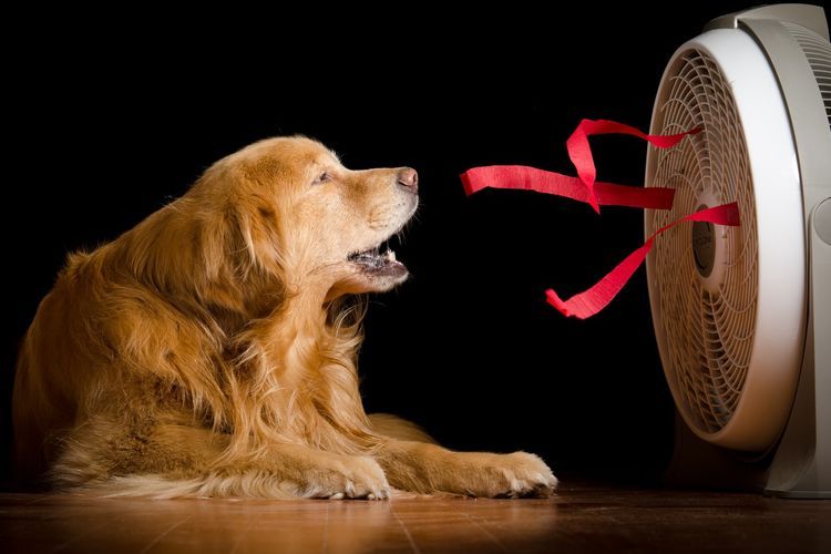 Chien près du ventilateur