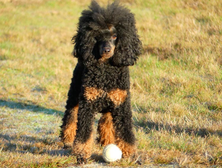 photo de caniche fantôme
