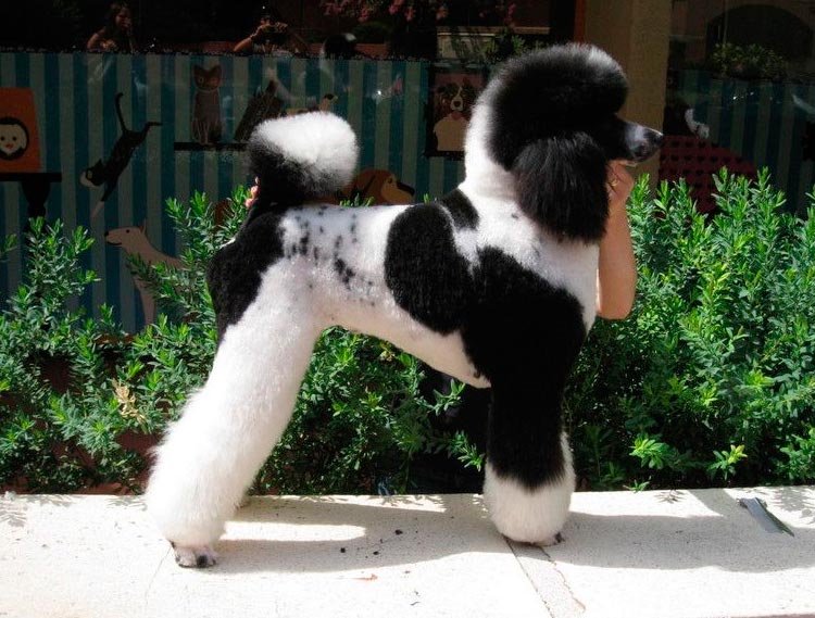 caractéristiques de la race Caniche arlequin