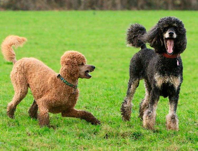 Caniche fantôme et abricot