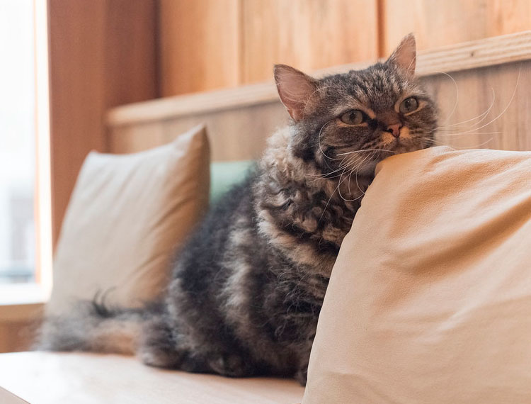 une race de chat rare appelée Skookum