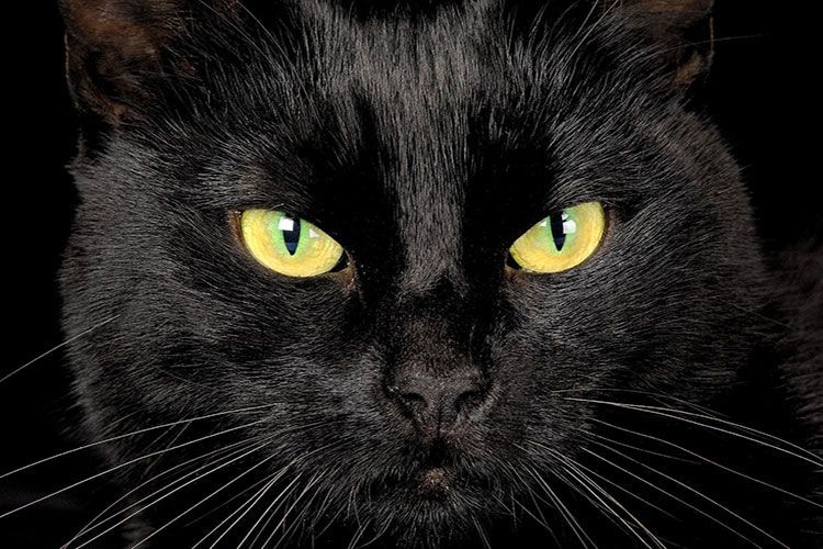 Yeux jaunes d'un chat noir