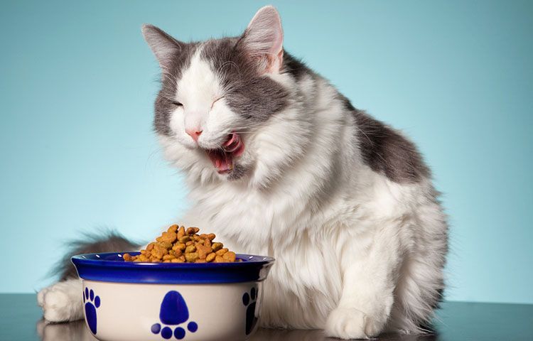 Le chat est en train de manger