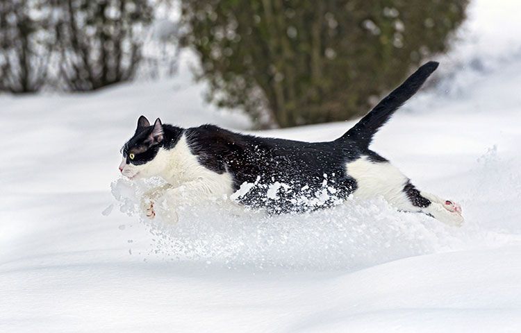 Chat dans la neige