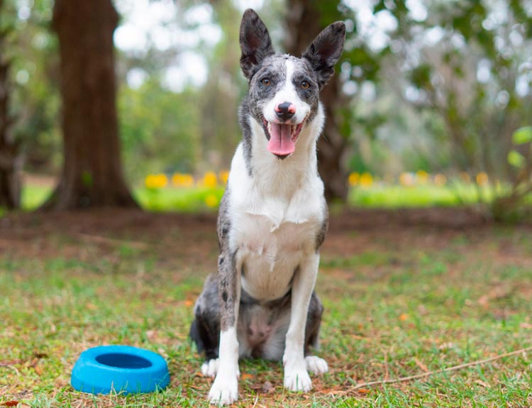 Chien coolie australien