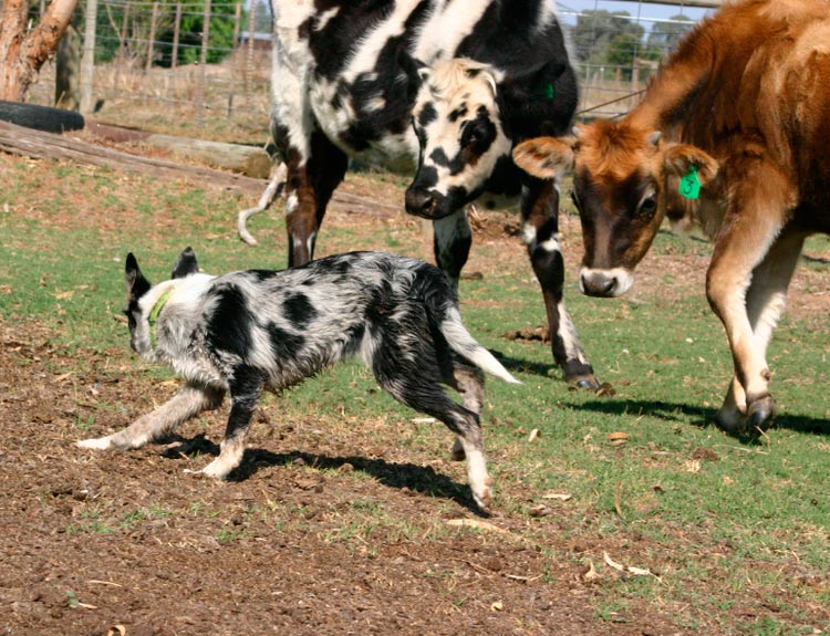 Un coolie australien gardant des bovins