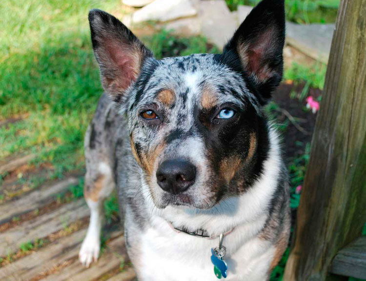 race australienne Coolie