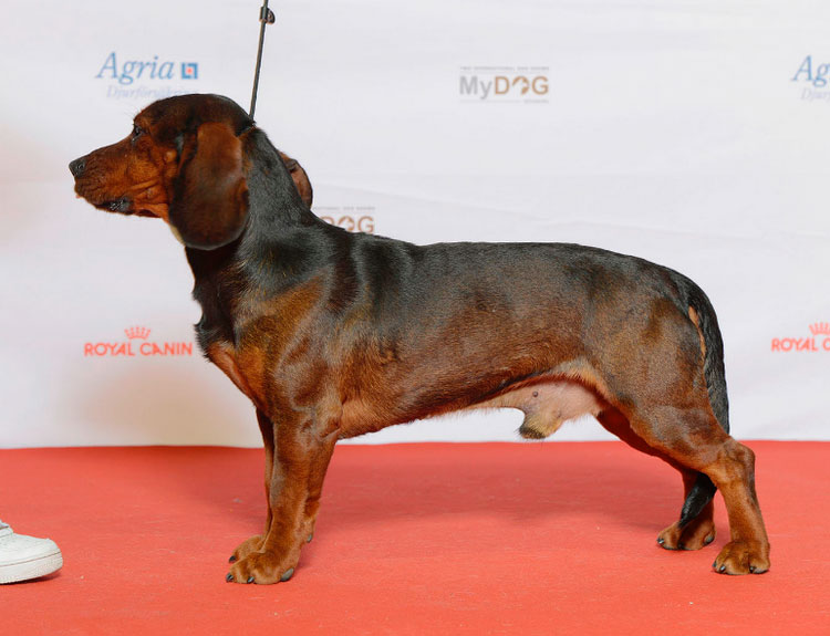 Alpine Dachsbracke Standard