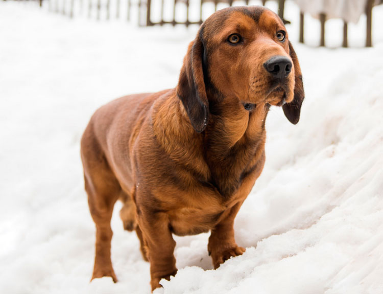 race de chien de chasse alpin Dachsbracke
