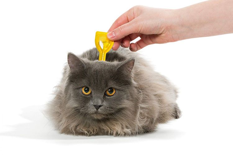 Chat gris et affaissement au garrot