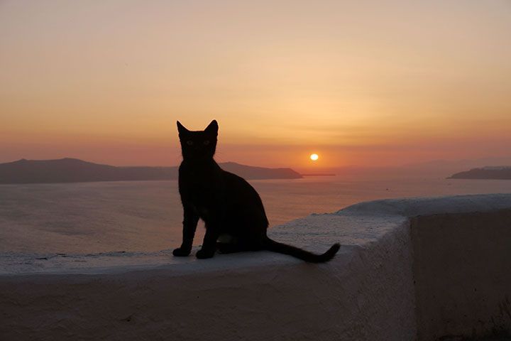 Chat et coucher de soleil