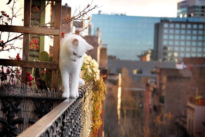 Un chat sur le balcon
