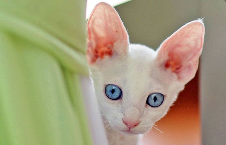 Chaton blanc aux grandes oreilles