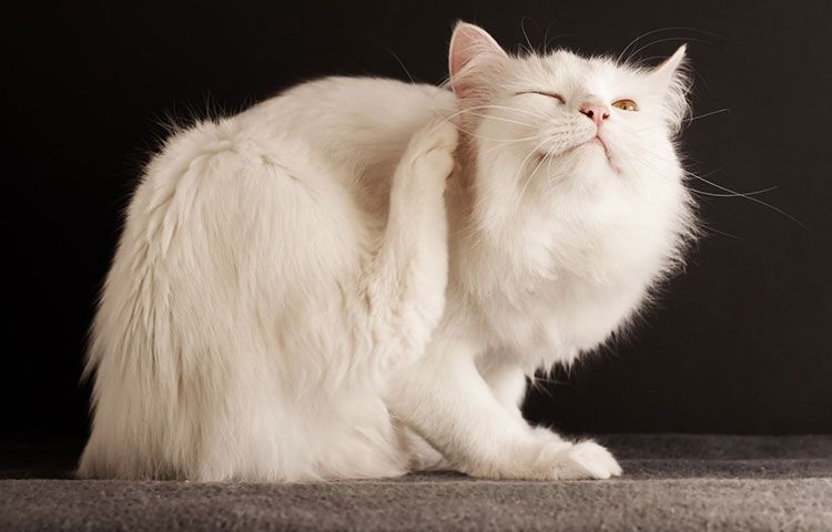 Un chat blanc se gratte l'oreille