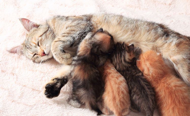 Un chat nourrit des chatons
