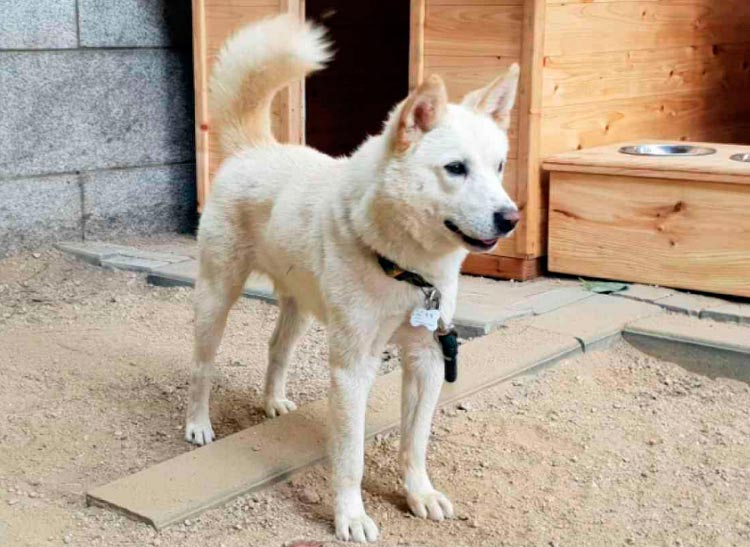 À quoi ressemble un chien Pungsan ?