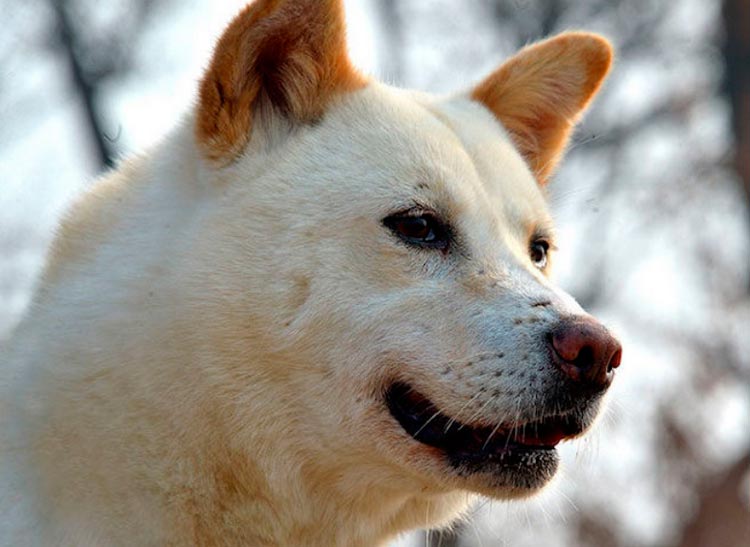 Race Pungsan originaire de la RPDC