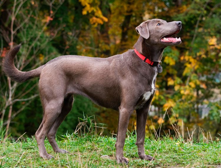 Chien bleu à dentelle