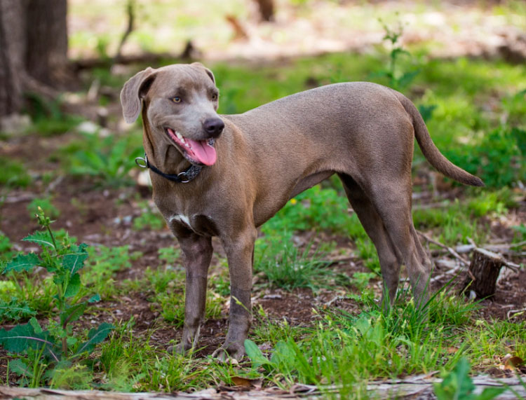 Race de chien Blue Lacy