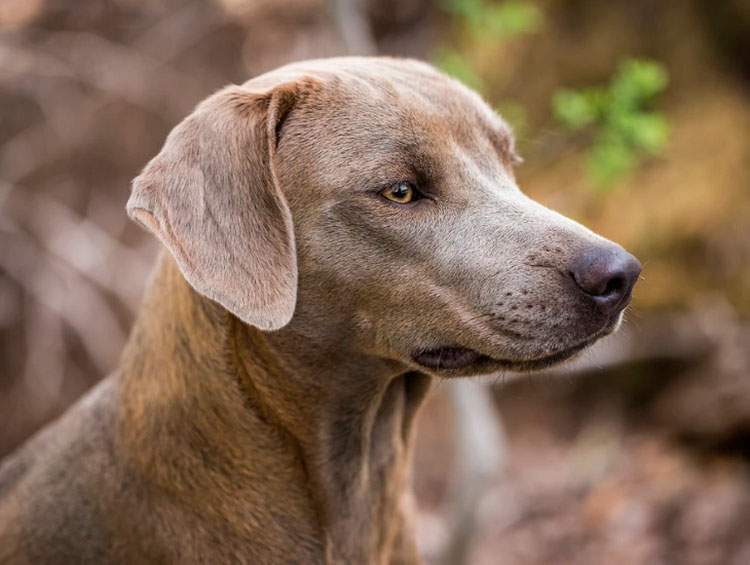 Photo en dentelle bleue