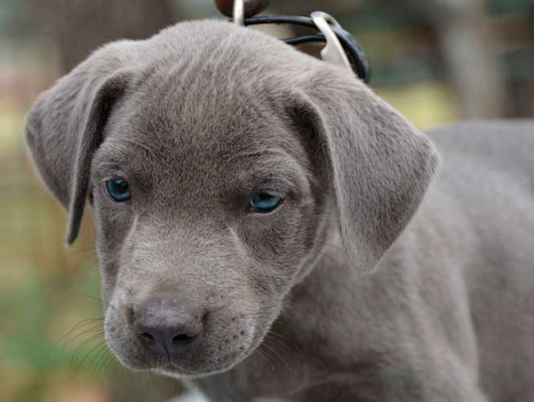 Chiot bleu à dentelle