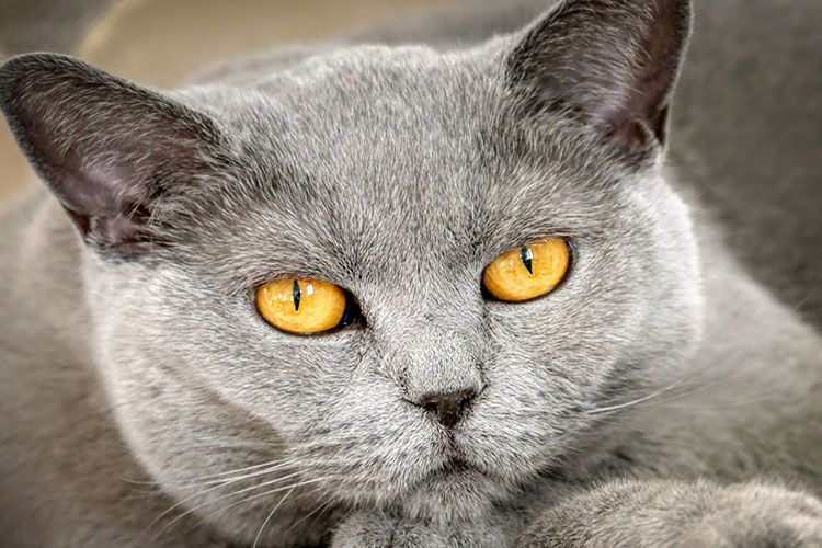 Chat gris aux yeux ambrés