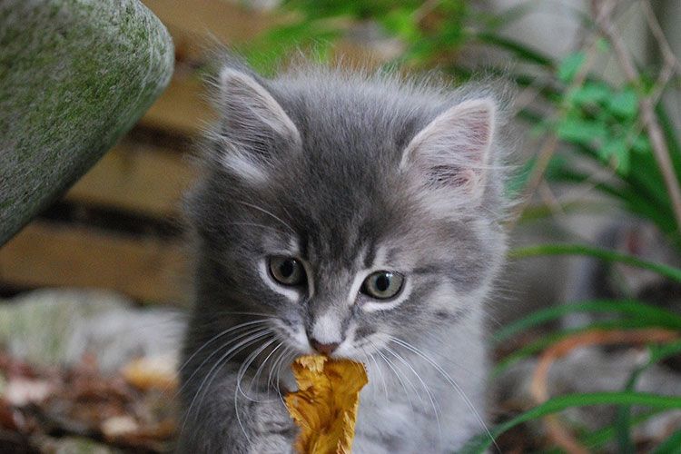 Chaton gris duveteux