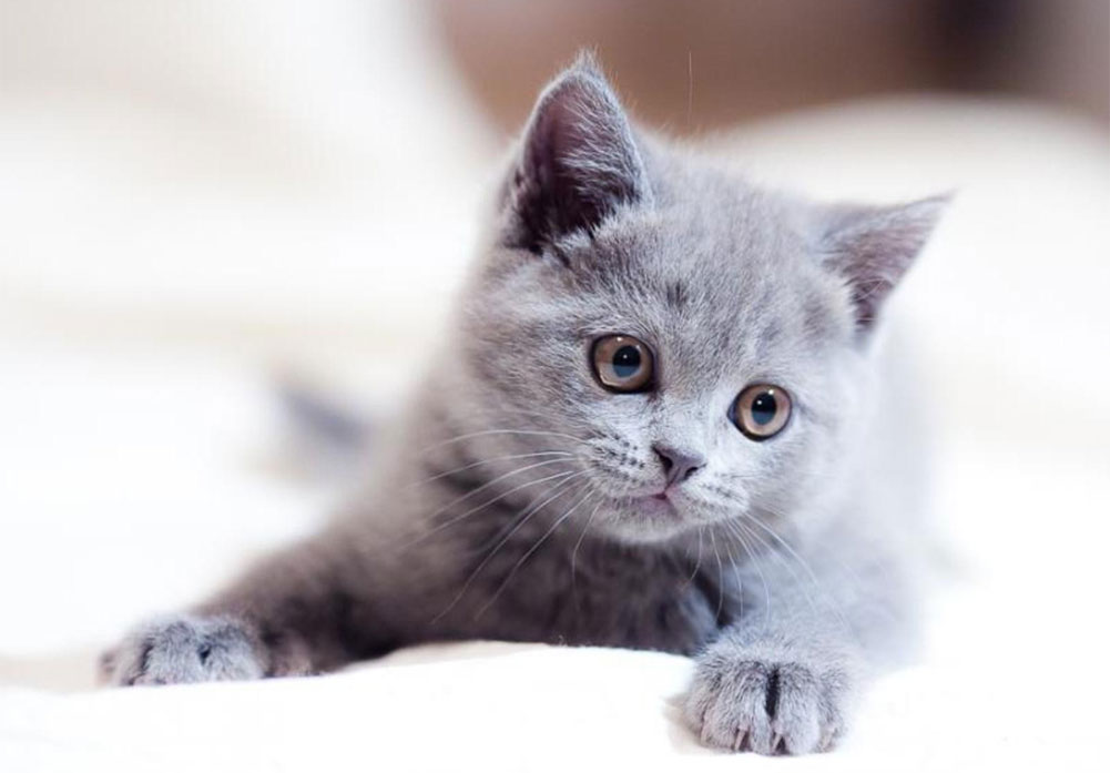 Jolis noms pour chatons gris