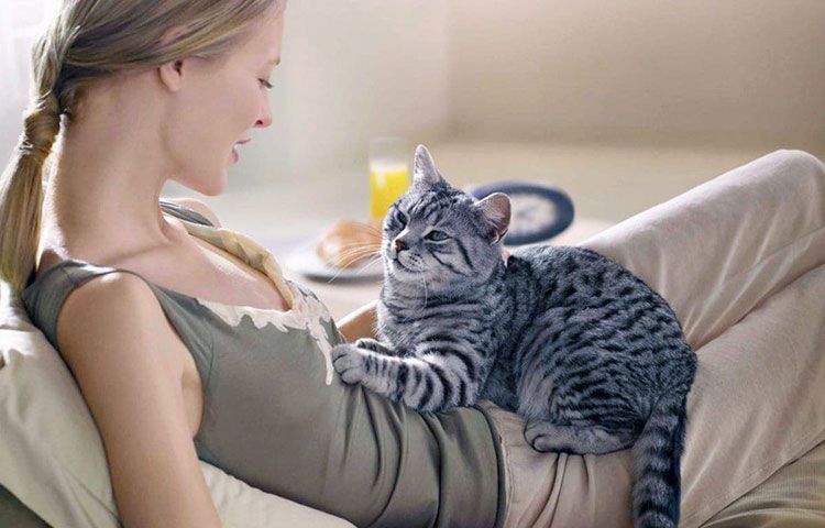 Étape du chat au lait