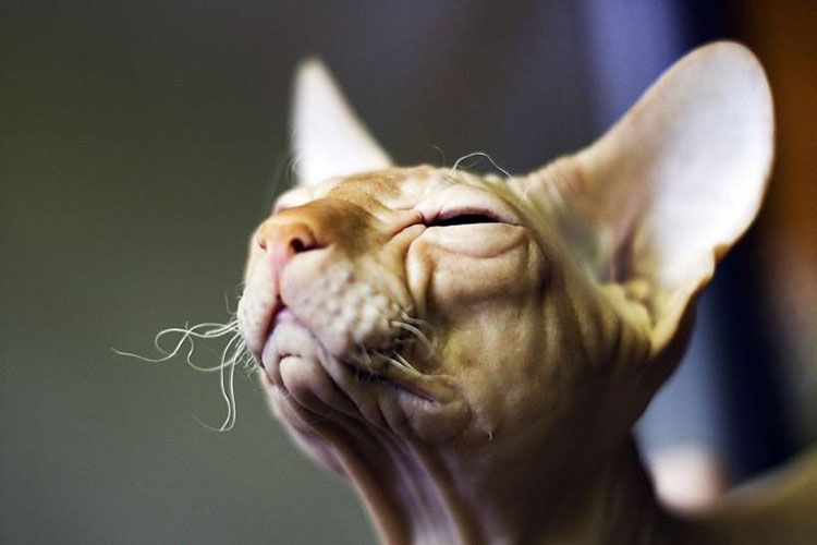 moustaches du sphinx