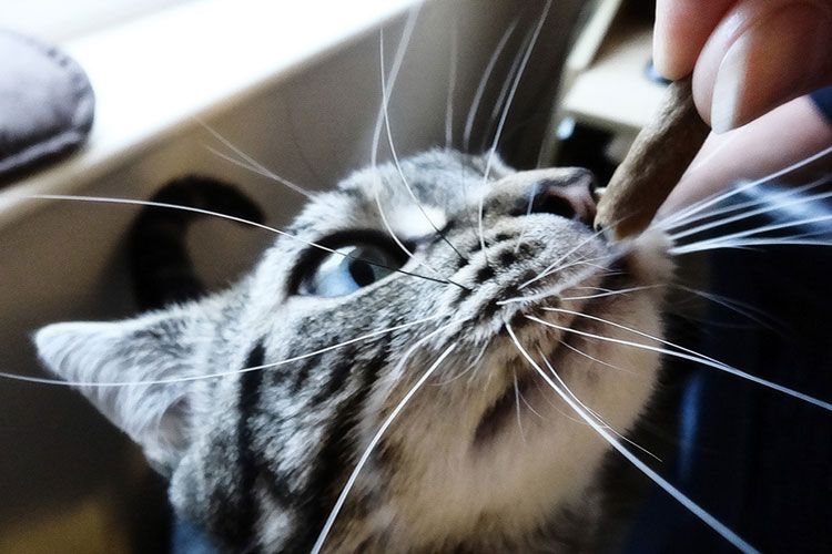 Un chat à moustache