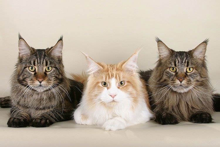 Trois Maine Coons