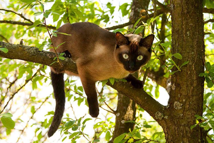 Chat siamois dans un arbre
