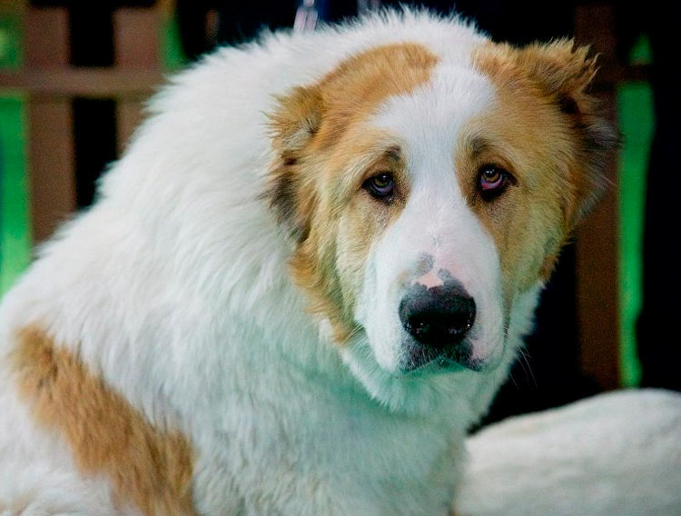 Photo de Kartuli Nagazi