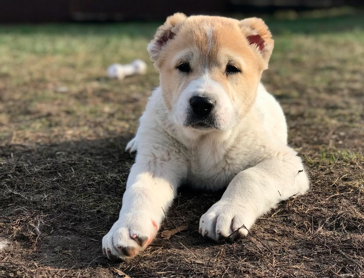 Chiot Kartuli Nagazi