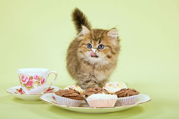 Un chat comprend-il le goût des bonbons ?