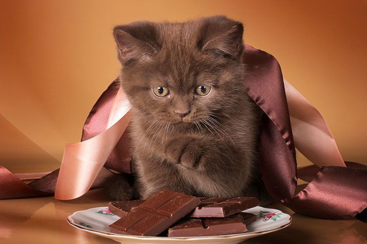 Chaton et chocolat