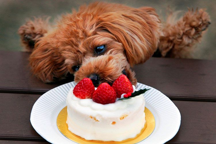 Le chien mange du gâteau
